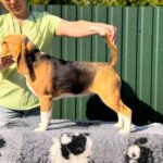 Azela-female-Beagle-puppy-for-sale-4