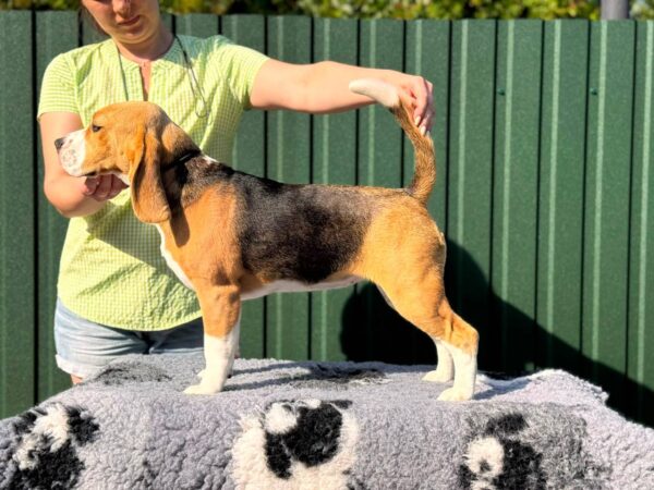 Azela Beagle Azela Beagle