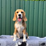 Azela-female-Beagle-puppy-for-sale-5