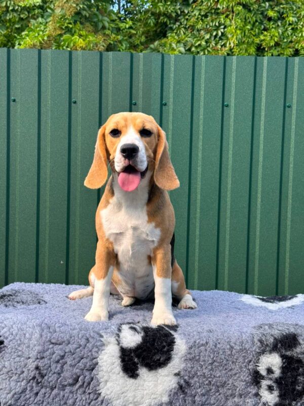 Azela Beagle Azela Beagle