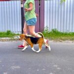 Azela-female-Beagle-puppy-for-sale-6