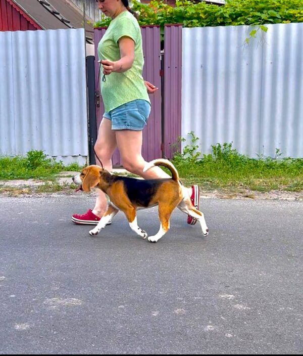 Azela Beagle Azela Beagle