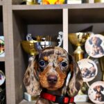 Babka-female-Dachshund-puppy-for-sale (1)