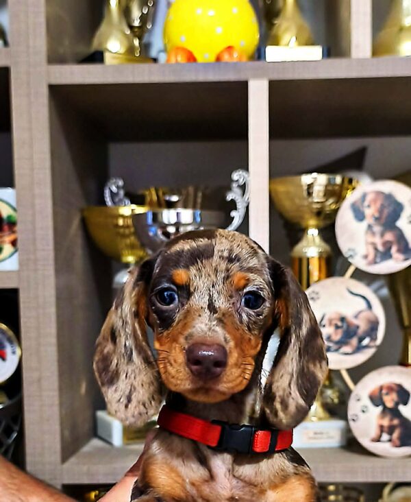 Babka Dachshund Babka Dachshund