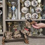 Babka-female-Dachshund-puppy-for-sale (2)