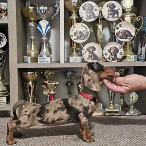 Babka Dachshund Babka Dachshund