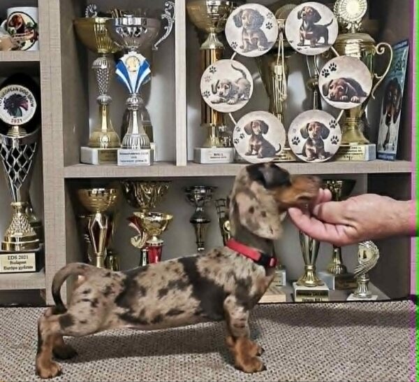 Babka Dachshund Babka Dachshund