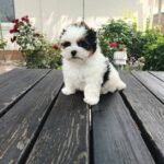 Baron-male-Biewer-puppy-for-sale-1