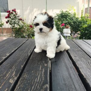 Baron Biewer Yorkshire Terrier Baron Biewer Yorkshire Terrier
