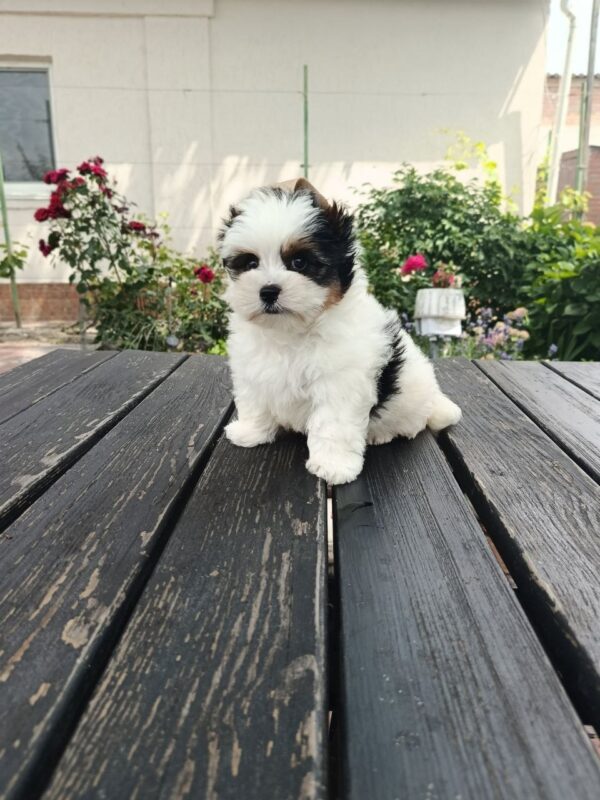 Baron Biewer Yorkshire Terrier Baron Biewer Yorkshire Terrier