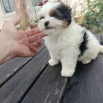Baron-male-Biewer-puppy-for-sale-2