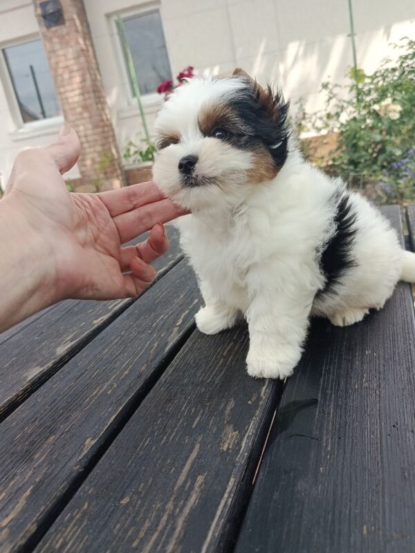 Baron Biewer Yorkshire Terrier Baron Biewer Yorkshire Terrier
