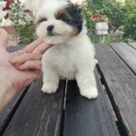 Baron-male-Biewer-puppy-for-sale-3
