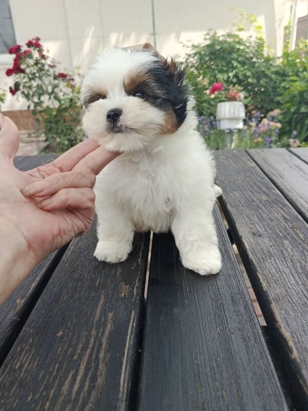 Baron Biewer Yorkshire Terrier Baron Biewer Yorkshire Terrier