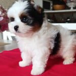 Baron-male-Biewer-puppy-for-sale-4