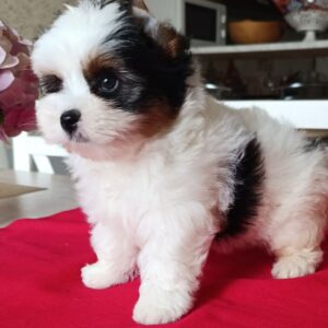 Baron Biewer Yorkshire Terrier Baron Biewer Yorkshire Terrier