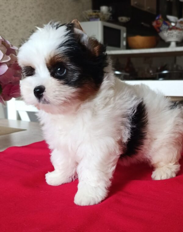 Baron Biewer Yorkshire Terrier Baron Biewer Yorkshire Terrier
