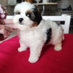 Baron-male-Biewer-puppy-for-sale-5