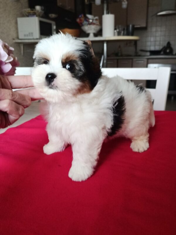 Baron Biewer Yorkshire Terrier Baron Biewer Yorkshire Terrier