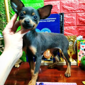 Bastian Russian Toy Terrier Bastian Russian Toy Terrier