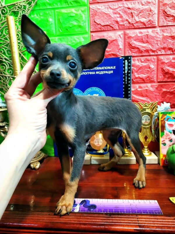 Bastian Russian Toy Terrier Bastian Russian Toy Terrier