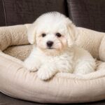 Beckett-male-Bichon-Frise-puppy-for-sale-1