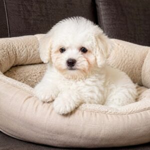 Beckett Bichon Frise Beckett Bichon Frise