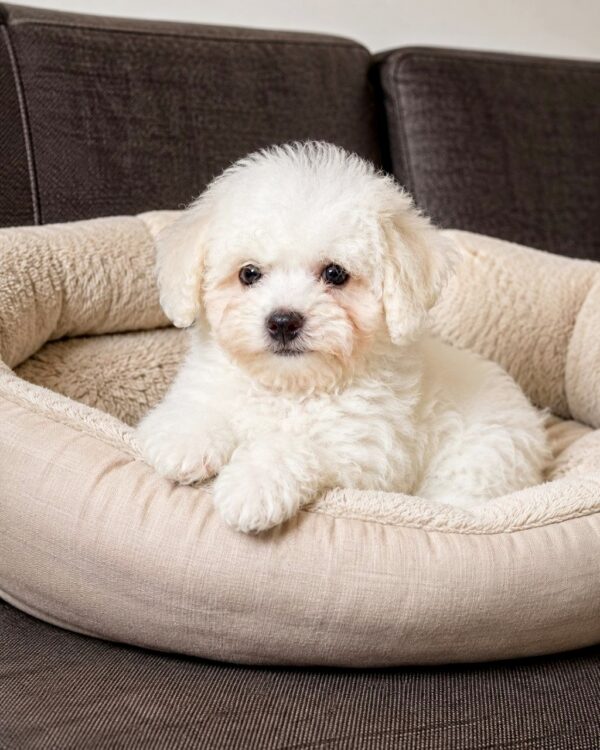 Beckett Bichon Frise Beckett Bichon Frise