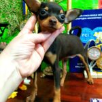 Bellaire-female-Russian-Toy-puppy-for-sale-1