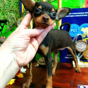 Bellaire Russian Toy Terrier Bellaire Russian Toy Terrier
