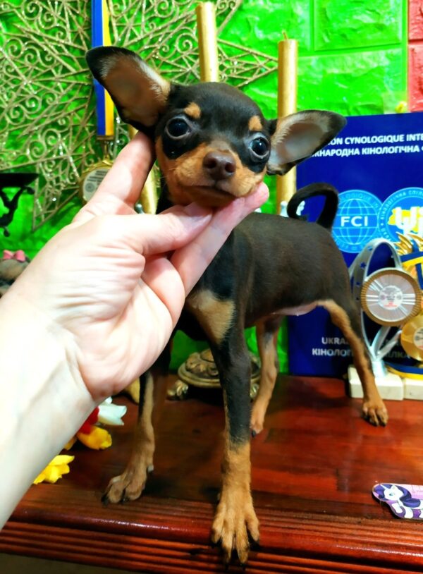 Bellaire Russian Toy Terrier Bellaire Russian Toy Terrier