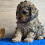 Beno-male-cavapoo-puppy-for-sale- (1)