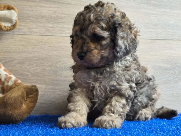 Beno Cavapoo Beno Cavapoo