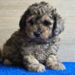 Beno-male-cavapoo-puppy-for-sale- (2)
