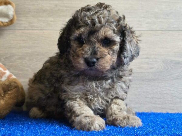 Beno Cavapoo Beno Cavapoo