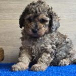 Beno-male-cavapoo-puppy-for-sale- (3)