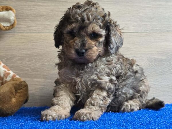 Beno Cavapoo Beno Cavapoo