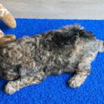 Beno-male-cavapoo-puppy-for-sale- (4)