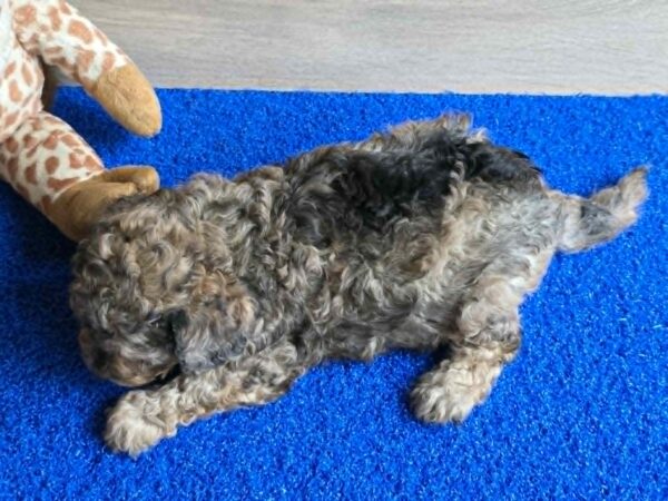 Beno Cavapoo Beno Cavapoo