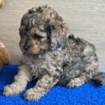 Beno-male-cavapoo-puppy-for-sale- (5)