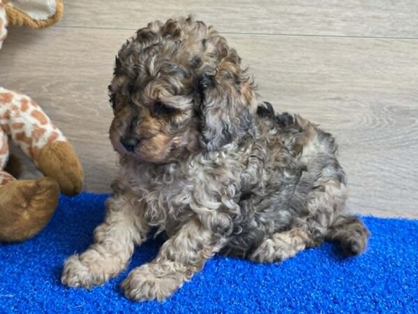 Beno Cavapoo Beno Cavapoo