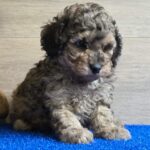Beno-male-cavapoo-puppy-for-sale- (6)