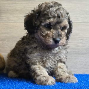 Beno Cavapoo Beno Cavapoo