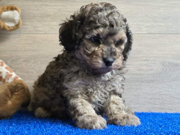 Beno Cavapoo Beno Cavapoo