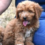 Bessy-female-goldendoodle-puppy-for-sale- (1)