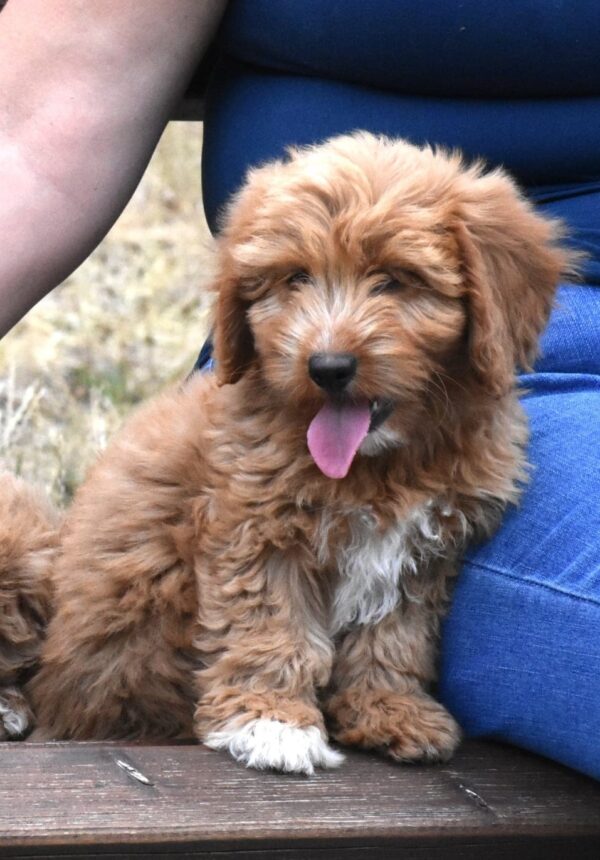 Bessy Goldendoodle Bessy Goldendoodle