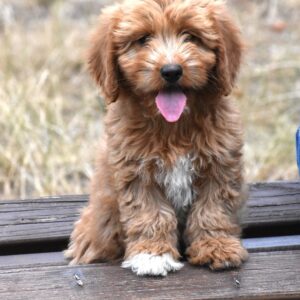Bessy Goldendoodle Bessy Goldendoodle