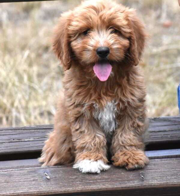 Bessy Goldendoodle Bessy Goldendoodle