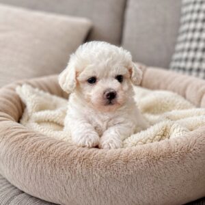Bianca Bichon Frise Bianca Bichon Frise
