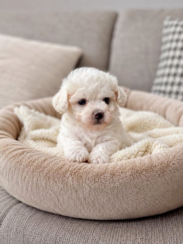 Bianca Bichon Frise Bianca Bichon Frise